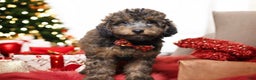 Toy Poodle dogs for sale: Denim  - Ad 5