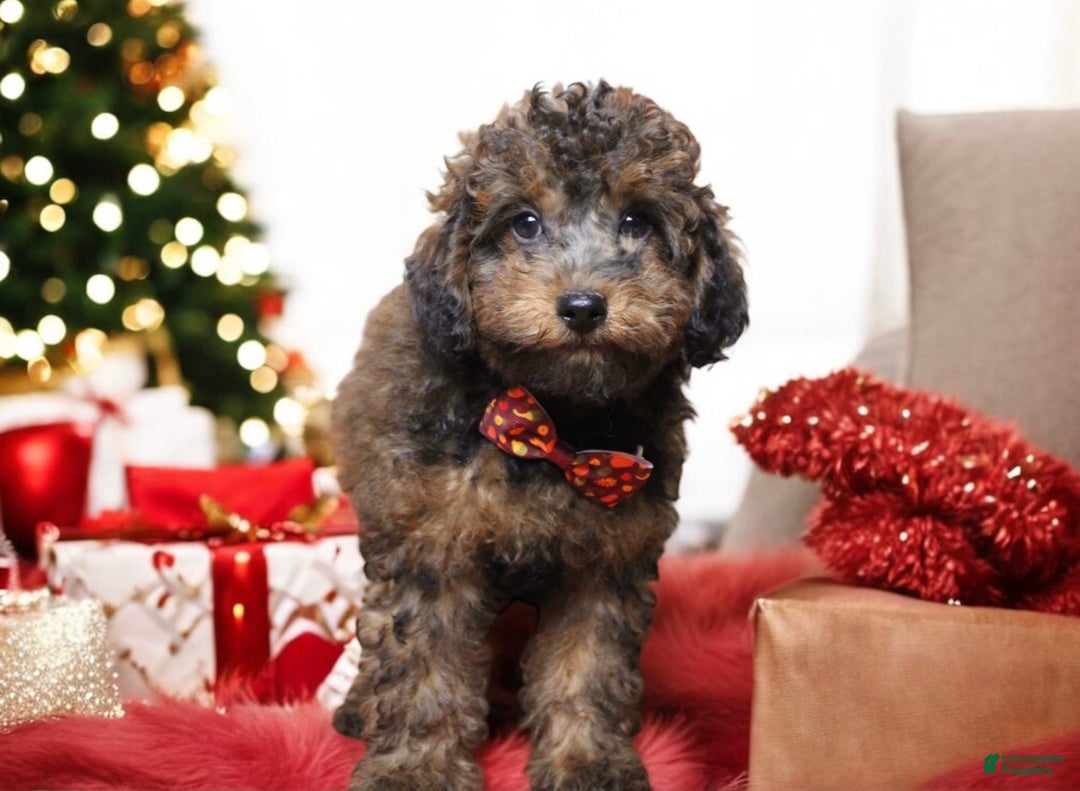 Toy Poodle dogs for sale: Denim  - Ad 5