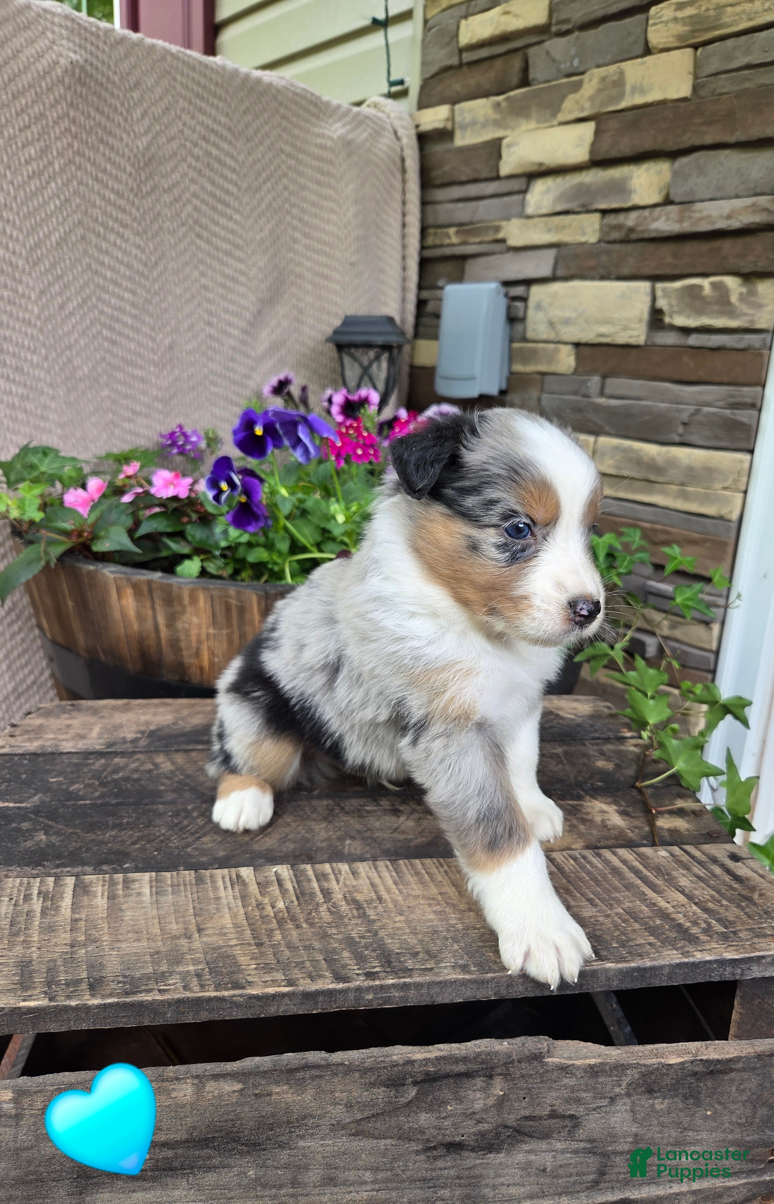 Australian Shepherd dogs Gravy - Ad 1