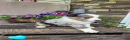 Australian Shepherd dogs for sale: Gravy - Ad 1