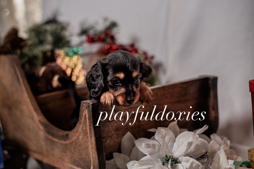 Miniature Dachshund dogs for sale: Purple Collar Black & Tan Dachshund Puppy  - Ad 8