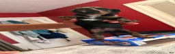 Mini Bernedoodle dogs for sale: Mini Poodle Puppy 1 - Ad 15