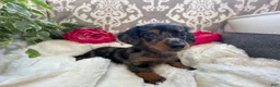 Miniature Dachshund dogs for sale: Crystal - Ad 7