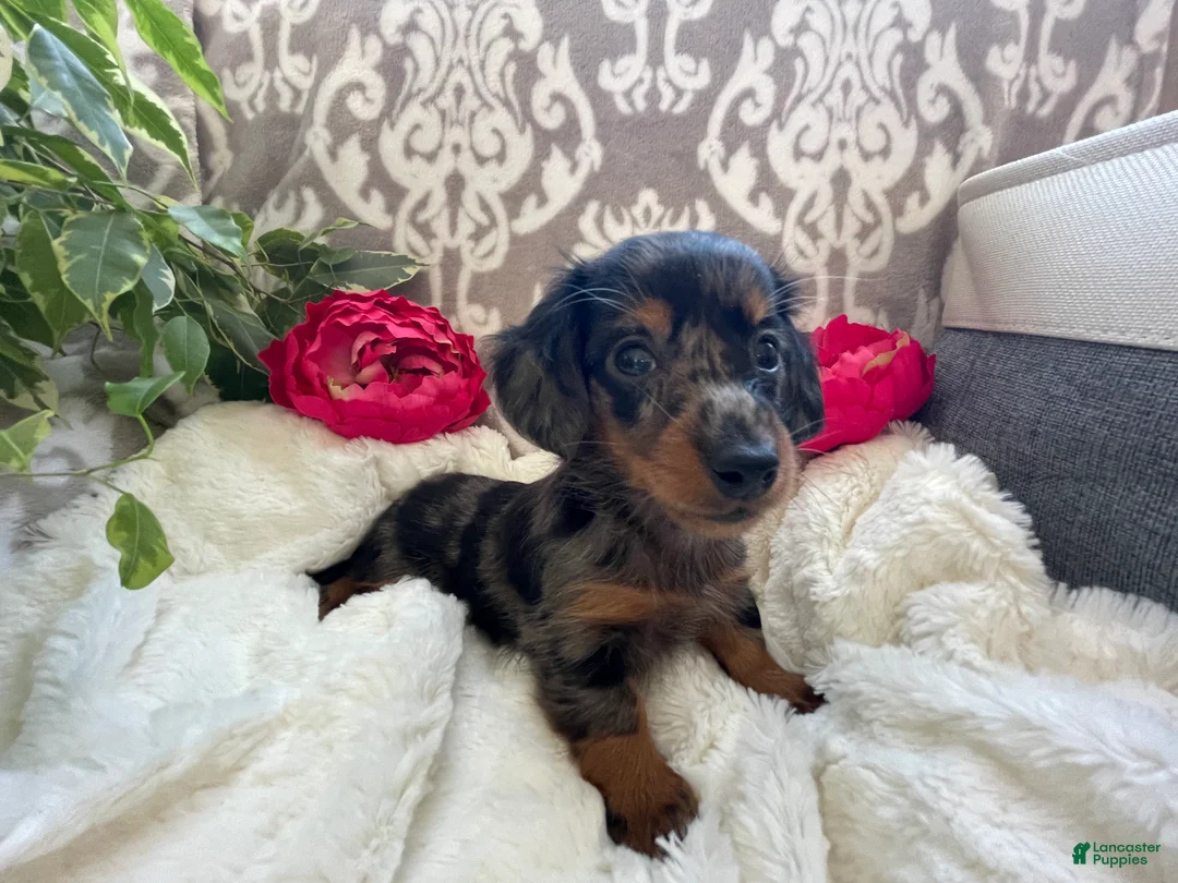 Miniature Dachshund dogs for sale: Crystal - Ad 7