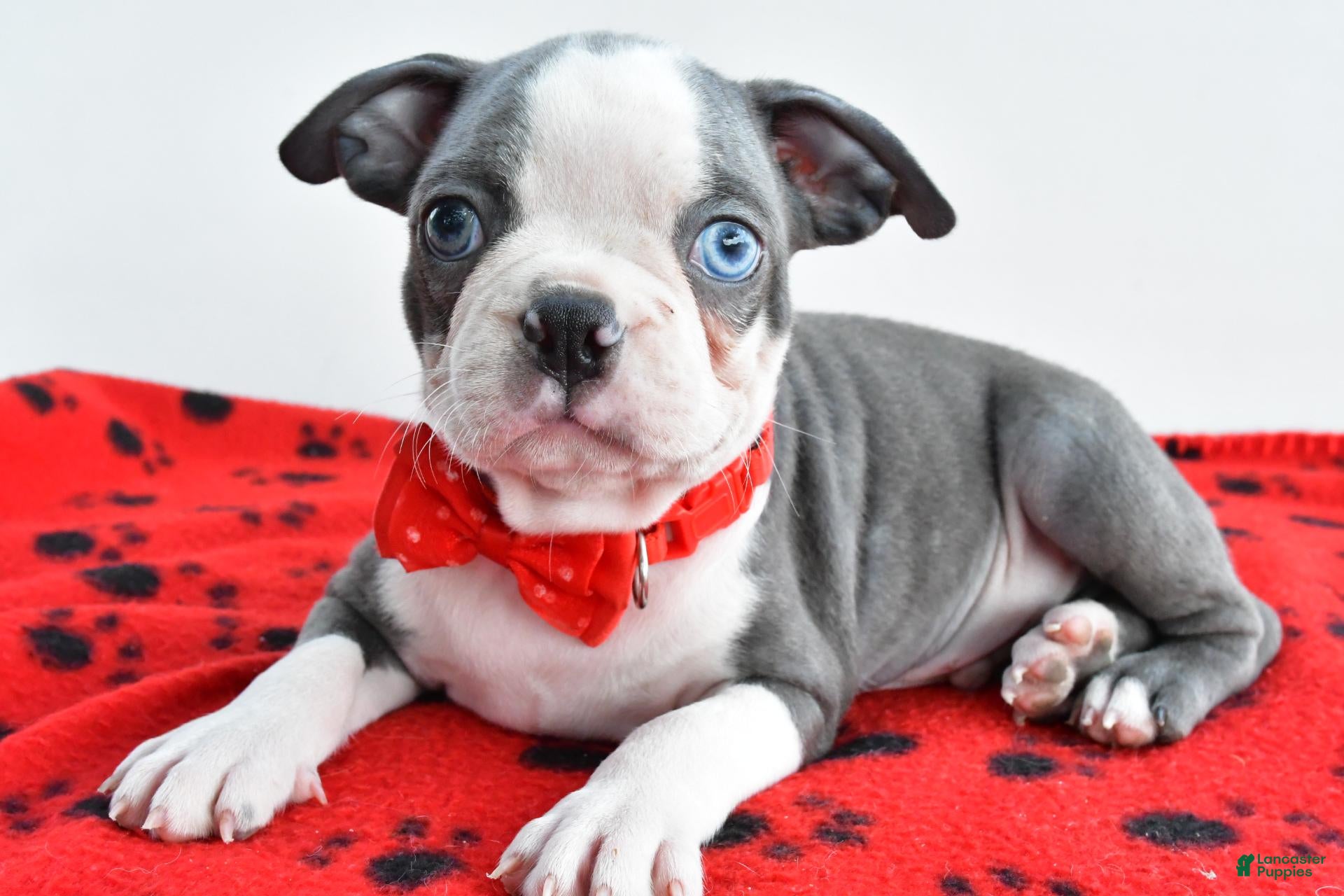 Boston Terrier dogs Issac - Ad 2