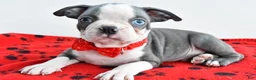 Boston Terrier dogs for sale: Issac - Ad 2
