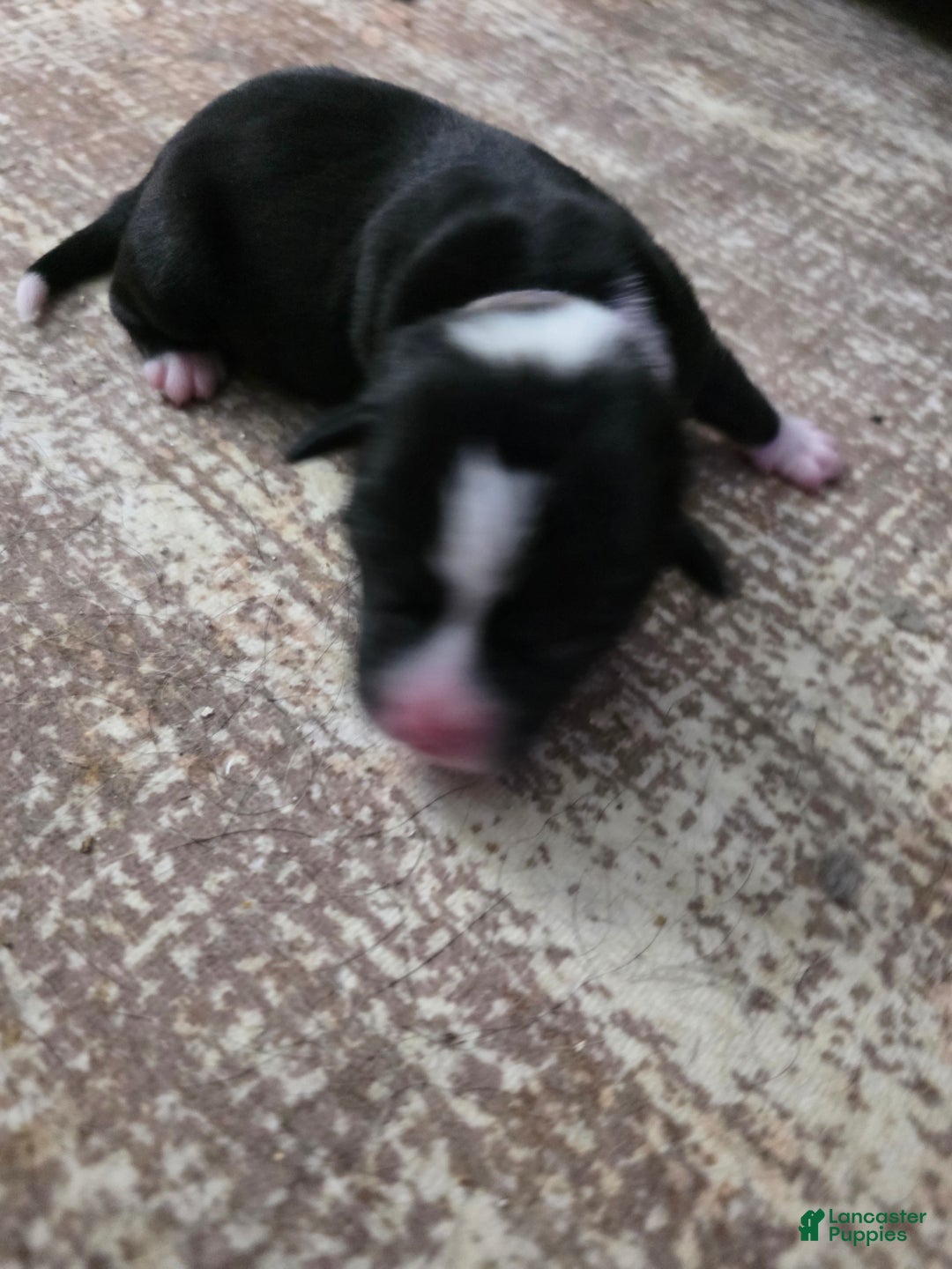 Mixed Breed dogs for sale: Blue - Ad 7
