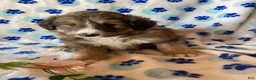 Mixed Breed dogs for sale: Charlie - Ad 2
