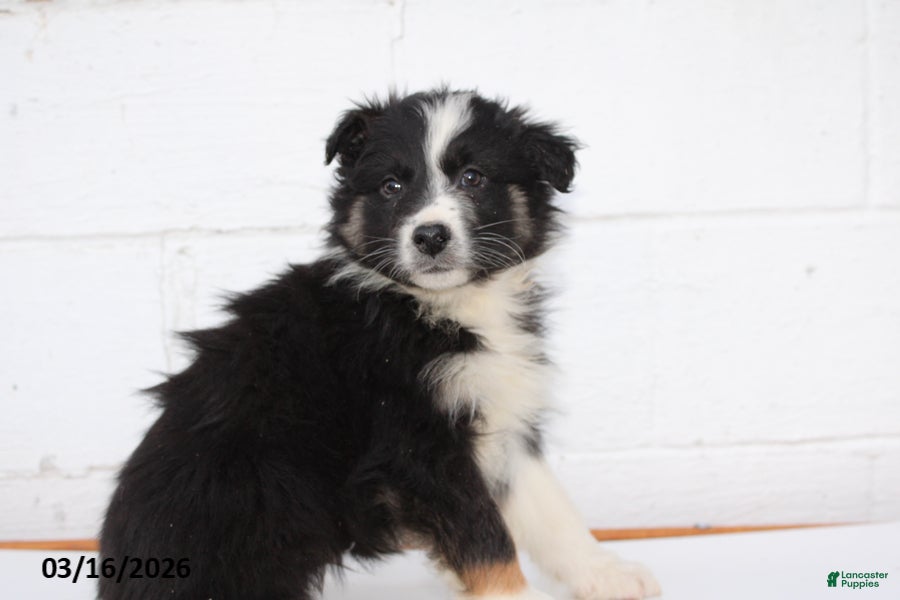 Australian Shepherd dogs Rex - Ad 1