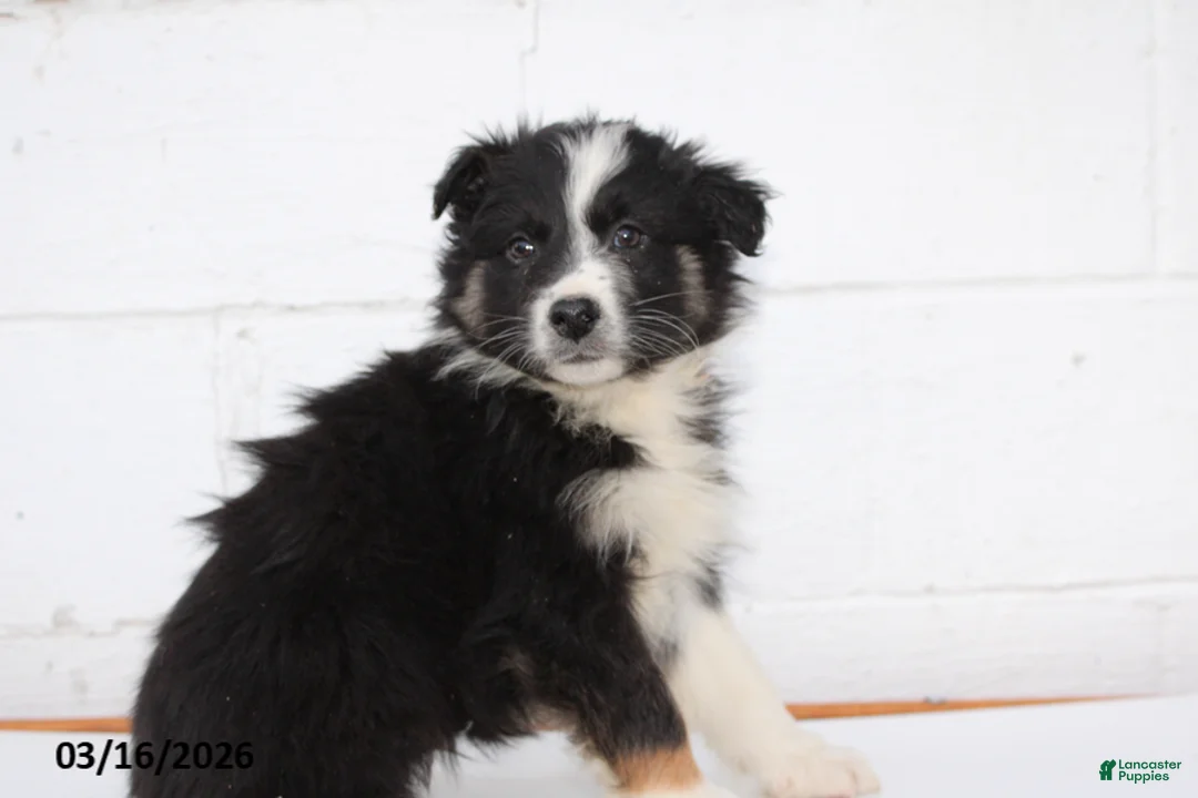 Australian Shepherd dogs for sale: Rex - Ad 1