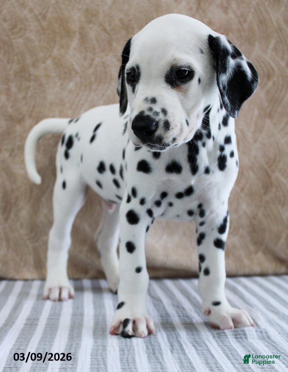 Dalmatian dogs Holt - Ad 2