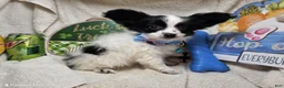 Papillon dogs for sale: Viking the Valiant puppy - Ad 3