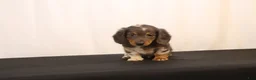 Dachshund dogs for sale: Oscar - Ad 7
