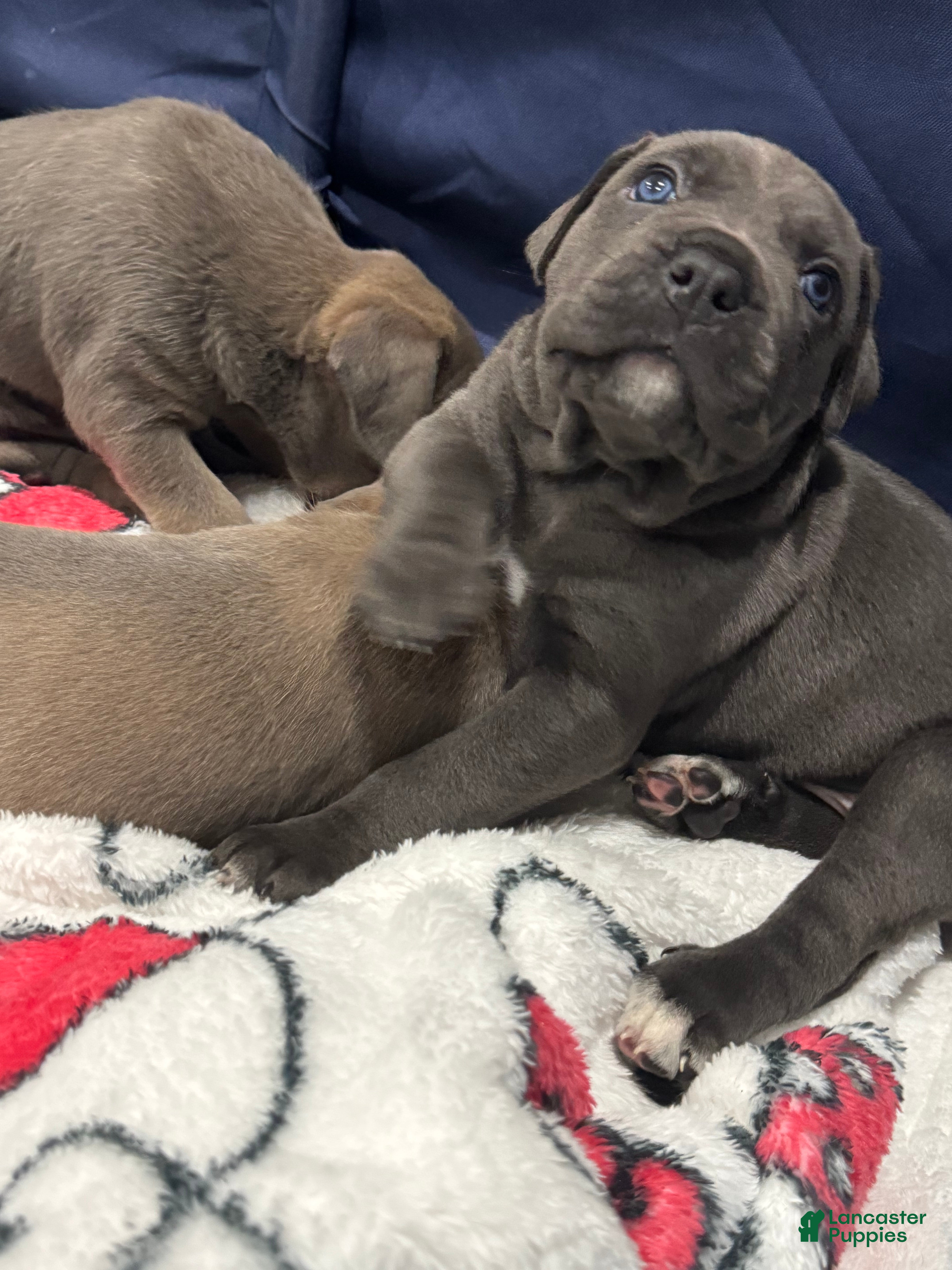Cane Corso dogs Cane Corso 5 - Ad 2