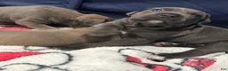 Cane Corso dogs for sale: Cane Corso 5 - Ad 2