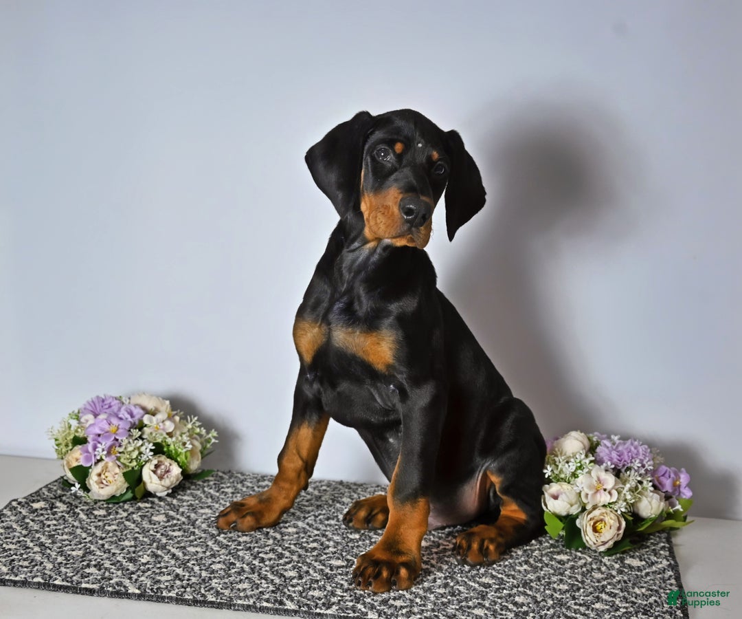 Doberman Pinscher dogs for sale: Doberman Pinscher Puppy 1 - Ad 4