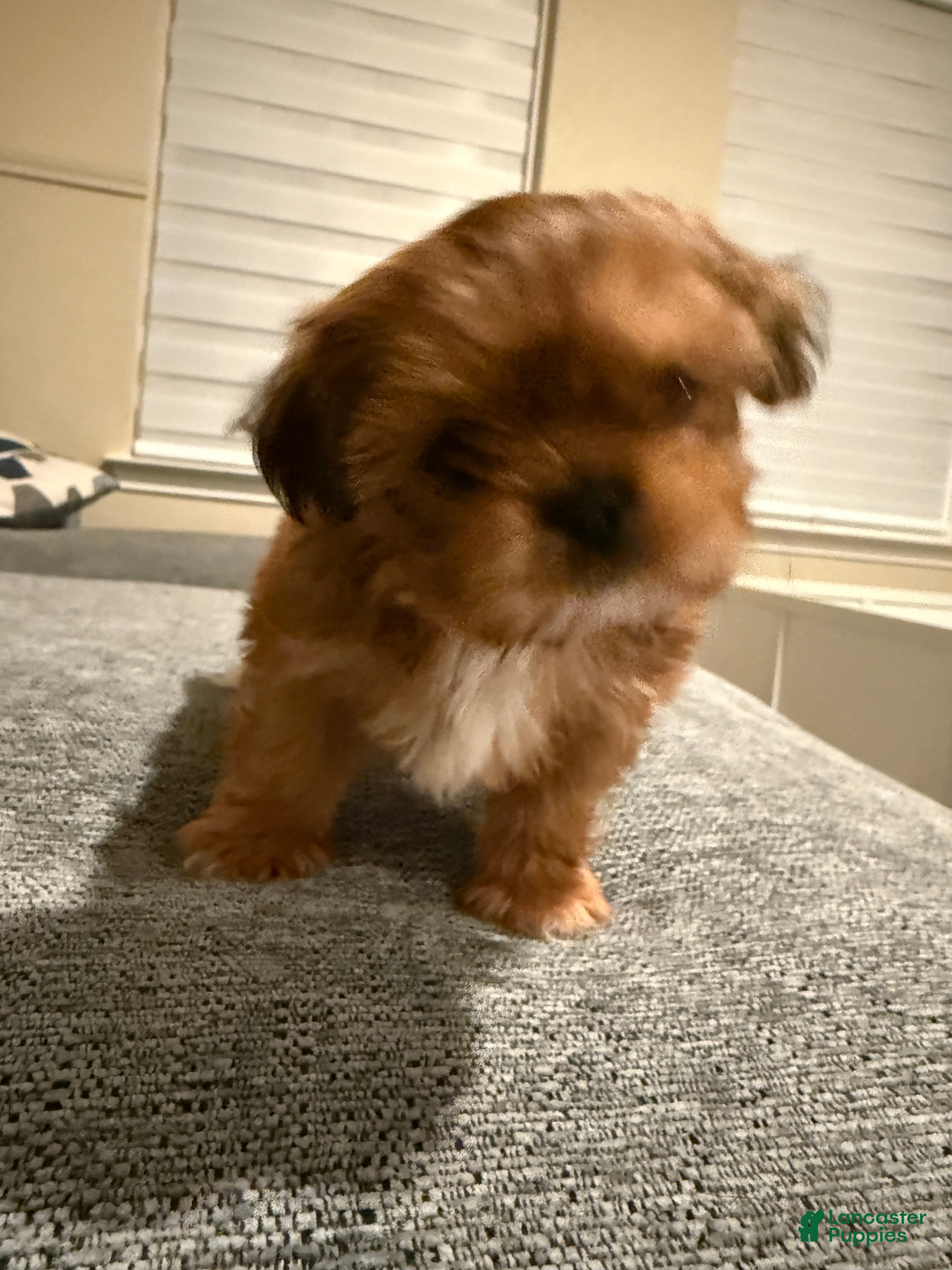 Shih Tzu dogs Shih Tzu Puppy 3 - Ad 2