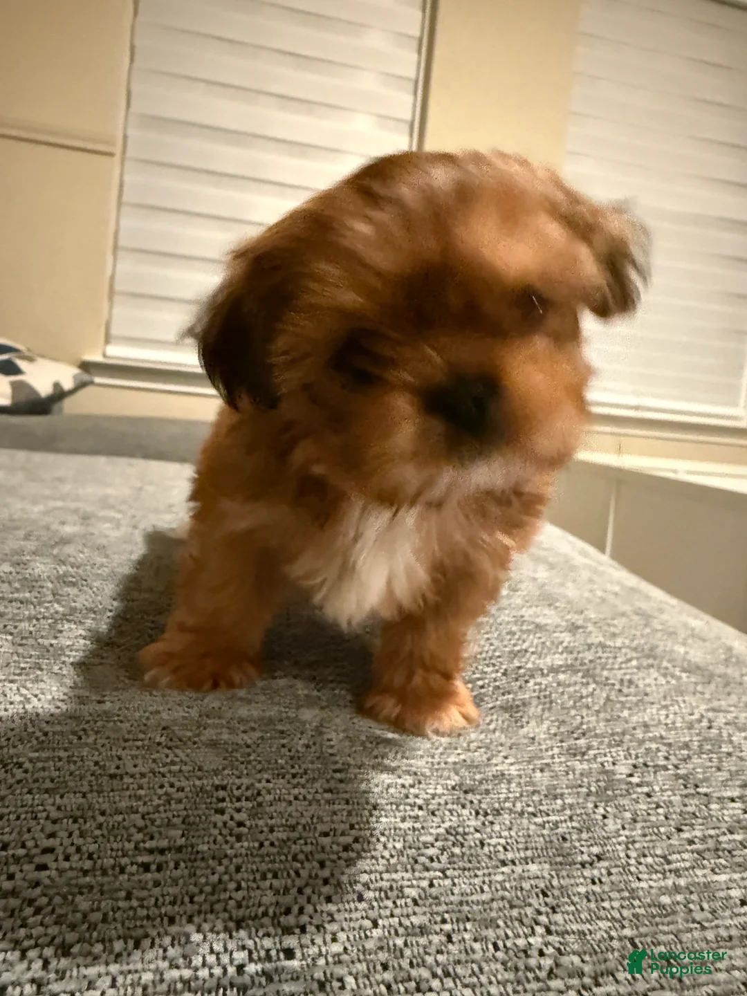 Shih Tzu dogs for sale: Shih Tzu Puppy 3 - Ad 2