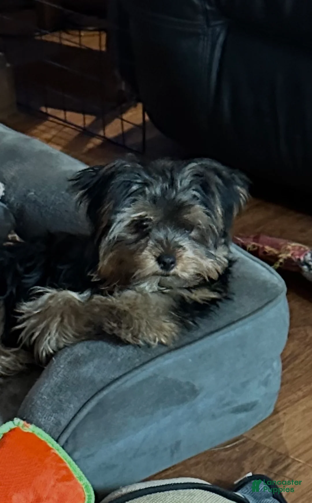 Yorkshire Terrier dogs for sale: Yorkshire Terrier Puppy 2 - Ad 1