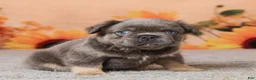 French Bulldog dogs for sale: Bear - Ad 2
