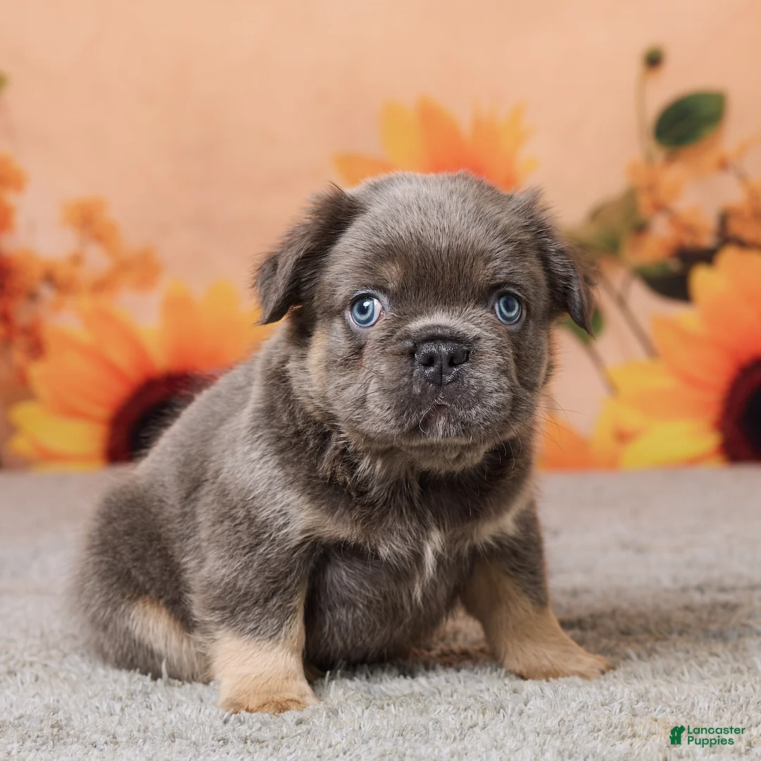 French Bulldog dogs for sale: Bear - Ad 2