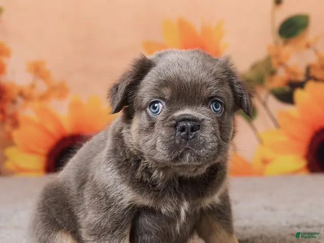 French Bulldog dogs for sale: Bear - Ad 2