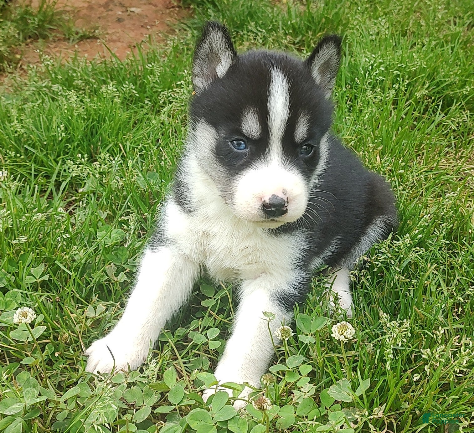Siberian Husky dogs Sonya's Male 1 - Ad 23