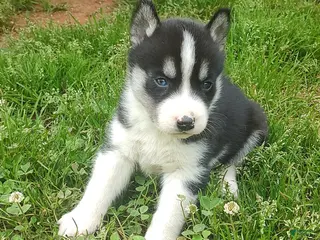 Siberian Husky dogs Sonya's Male 1 - Ad 23
