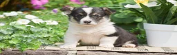 Welsh Corgi Pembroke dogs for sale: Conrad - Ad 1