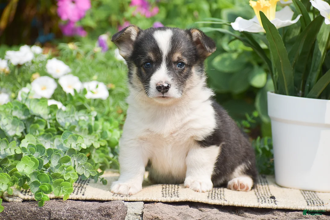 Welsh Corgi Pembroke dogs for sale: Conrad - Ad 1