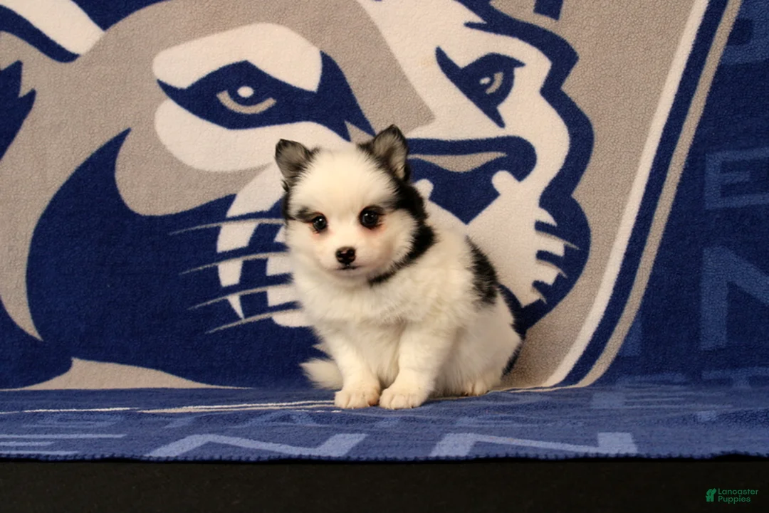 Pomsky dogs for sale: Liberty - Ad 2