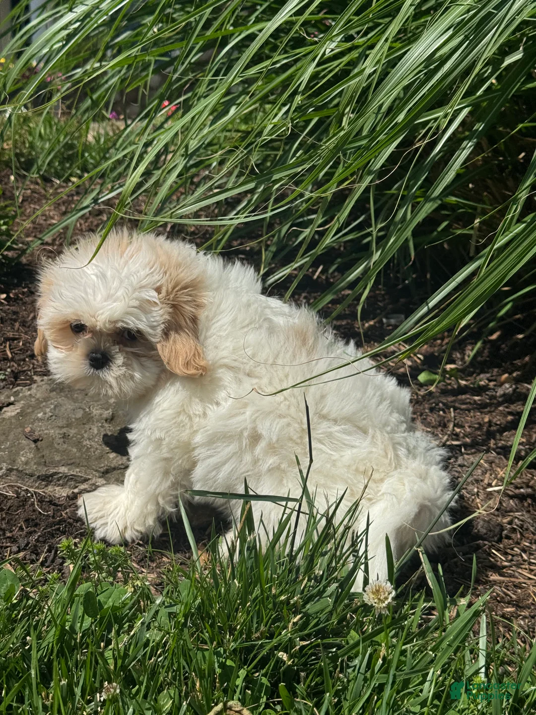 Shih Tzu dogs for sale: Skittles  - Ad 5