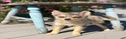 Pomsky dogs for sale: Glenda - Ad 3