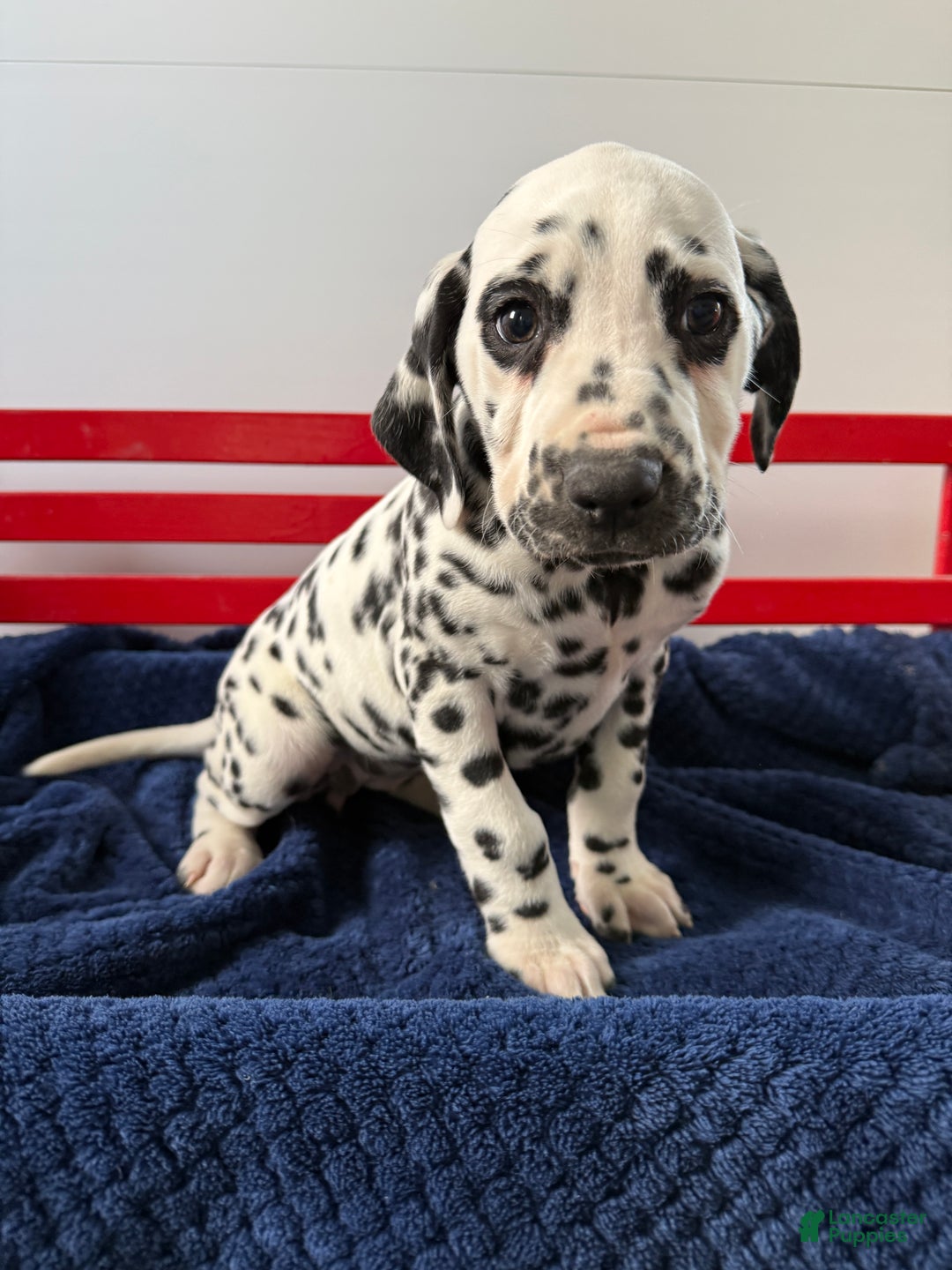 Dalmatian dogs for sale: Taylor - Ad 4