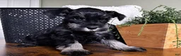 Miniature Schnauzer dogs for sale: Diesel - Ad 5