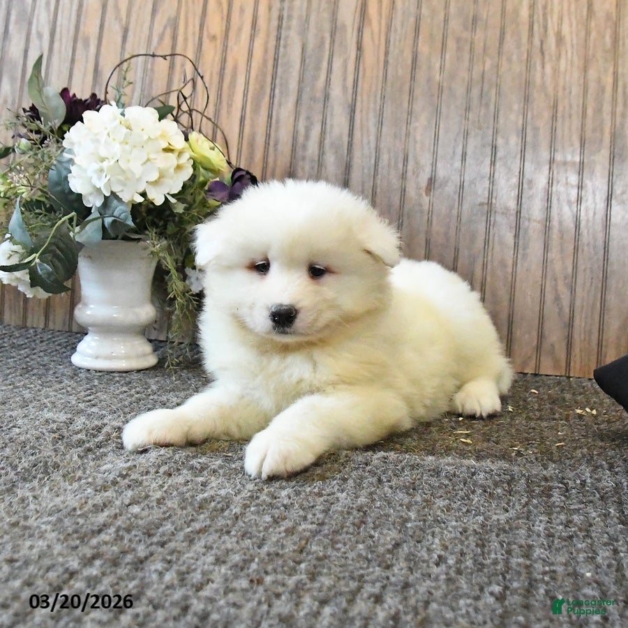 Samoyed dogs Sophie - Ad 2