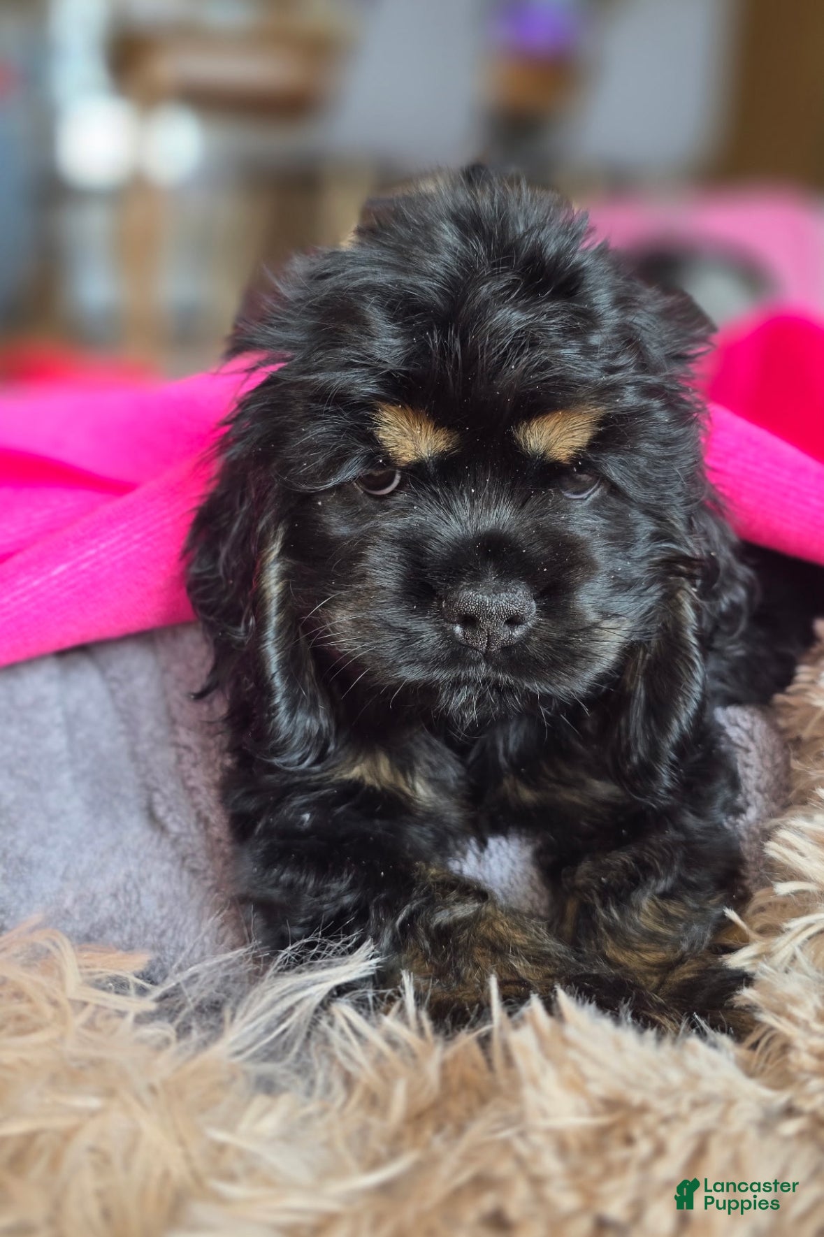 Cocker Spaniel dogs Cocker Spaniel Puppy 1 - Ad 2