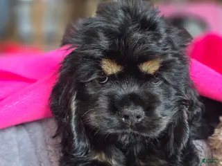 Cocker Spaniel dogs Cocker Spaniel Puppy 1 - Ad 2