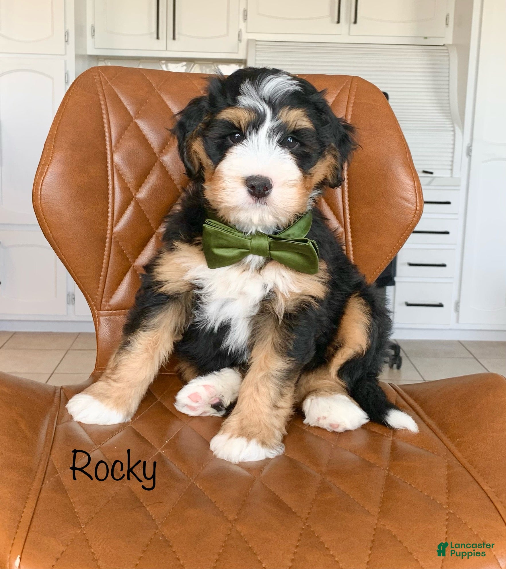 Bernedoodle dogs Rocky - Ad 1