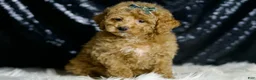 Maltipoo dogs for sale: Teddy - Ad 6