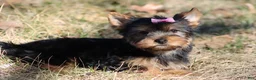 Yorkshire Terrier dogs for sale: Sassy Sarah  - Ad 5