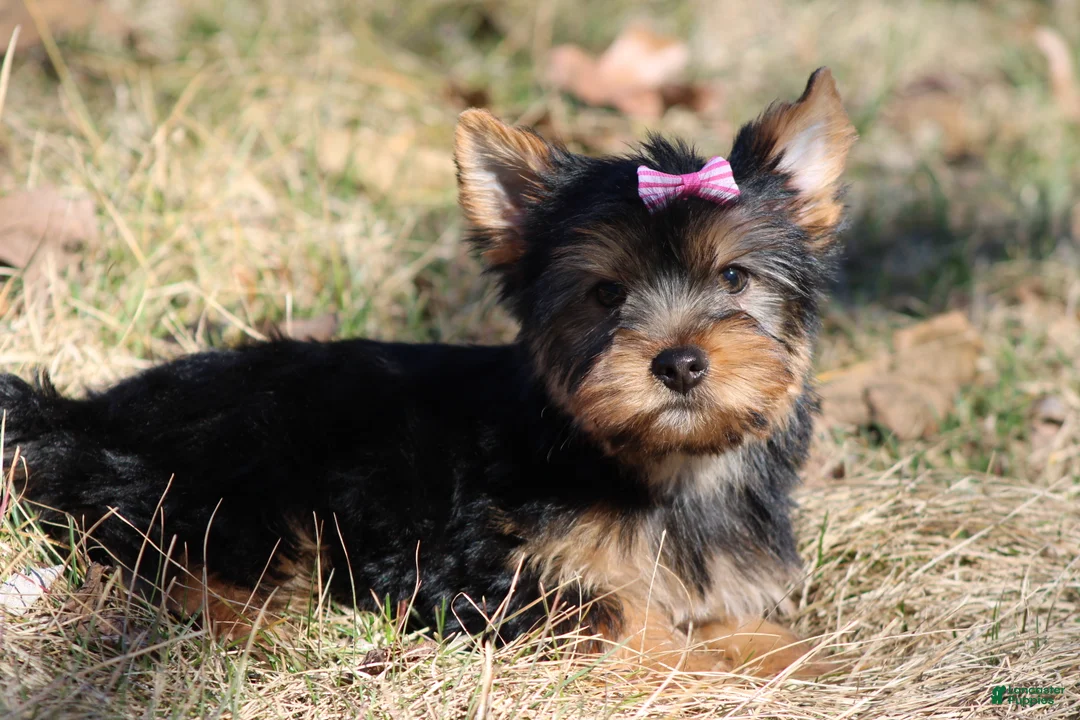 Yorkshire Terrier dogs for sale: Sassy Sarah  - Ad 5