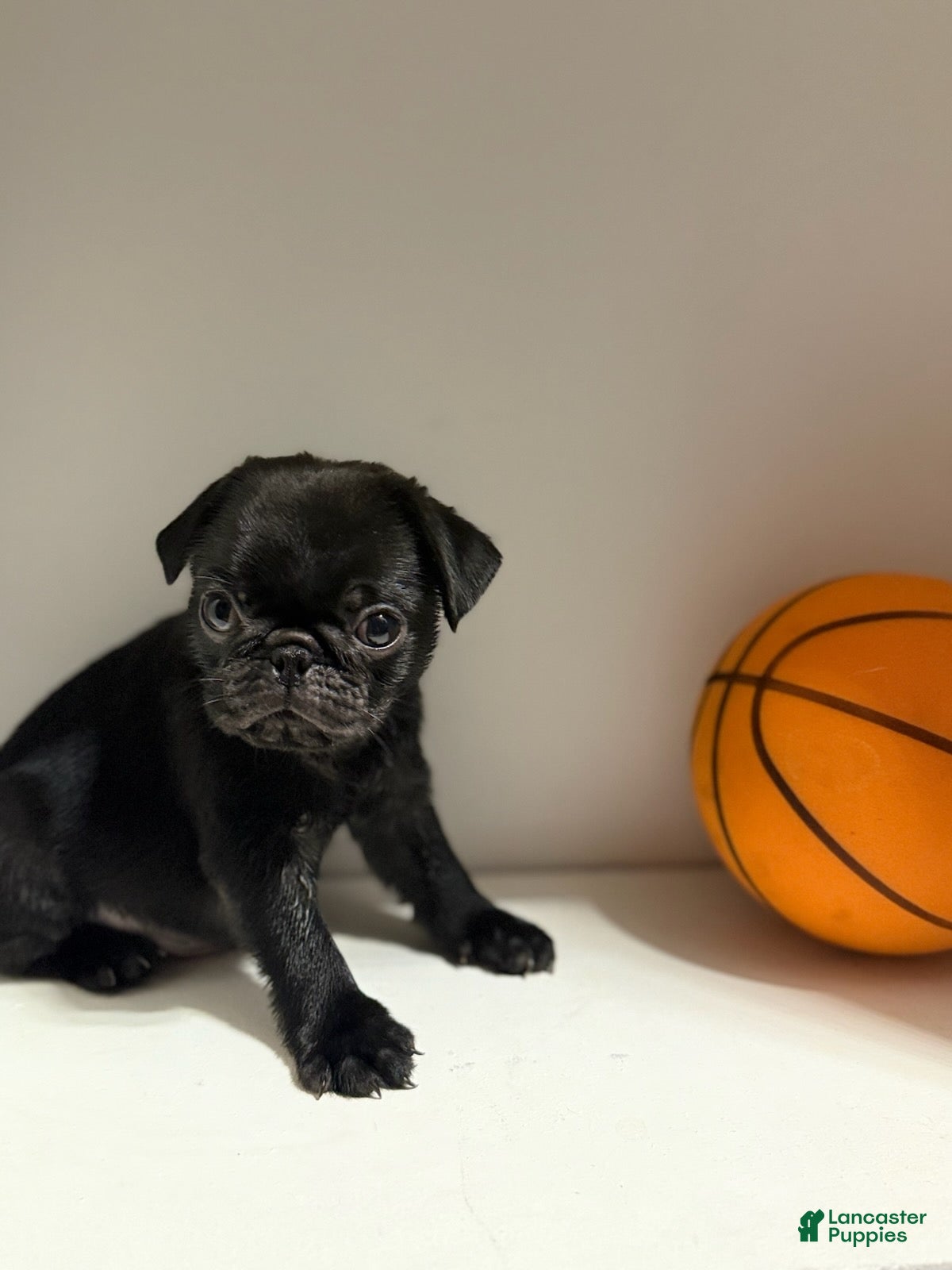 Pug dogs Chase - Ad 1
