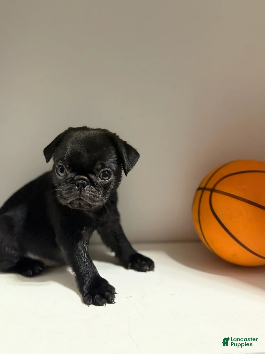 Pug dogs for sale: Chase - Ad 1