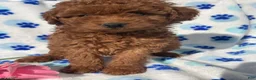 Mini Goldendoodle dogs for sale: Jade - Ad 3