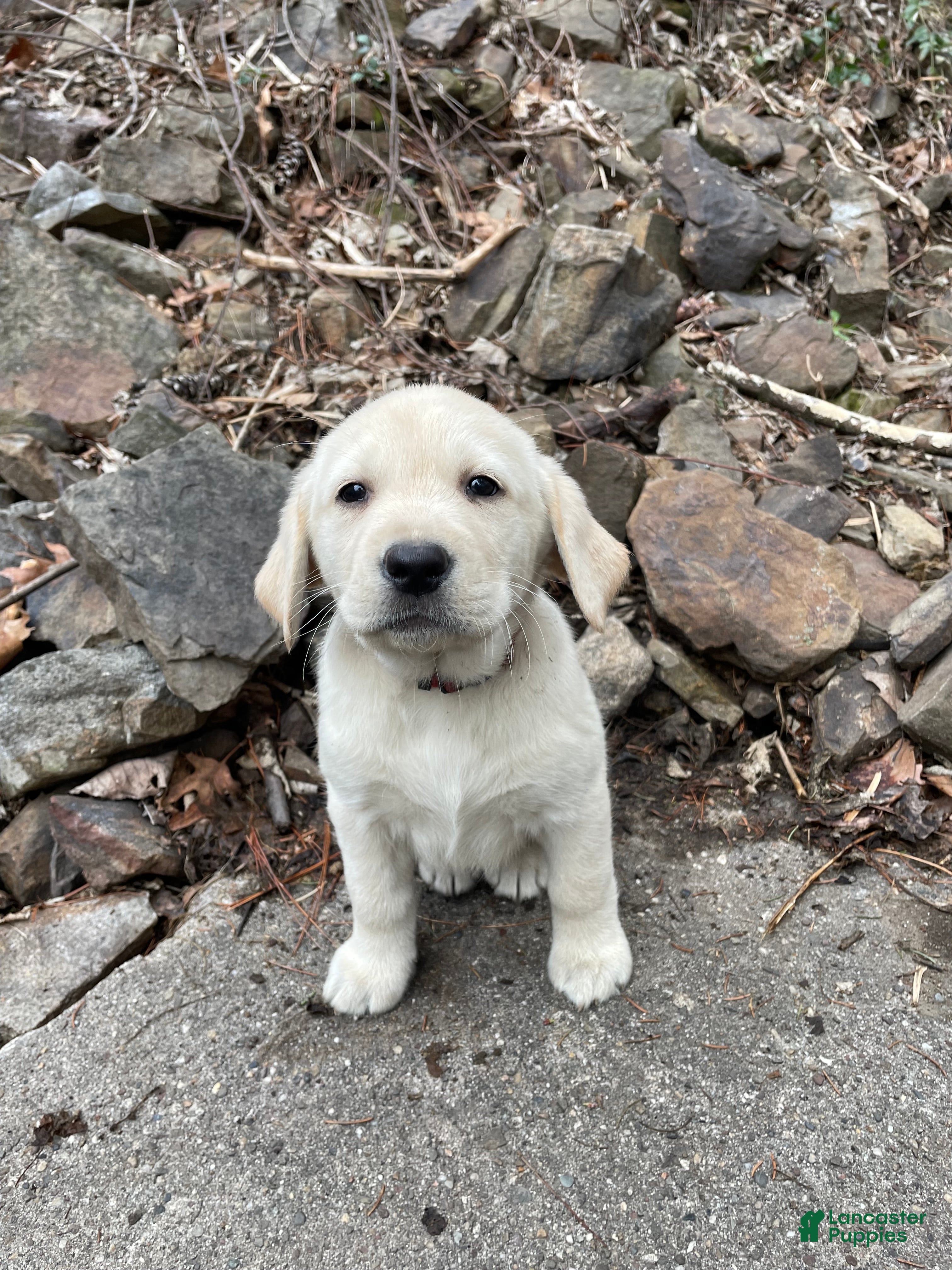 Labrador Retriever dogs Labrador Retriever Collar Red - Ad 2
