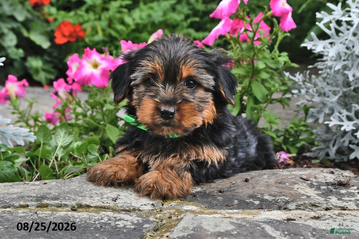 Yorkshire Terrier dogs Tigger - Ad 1