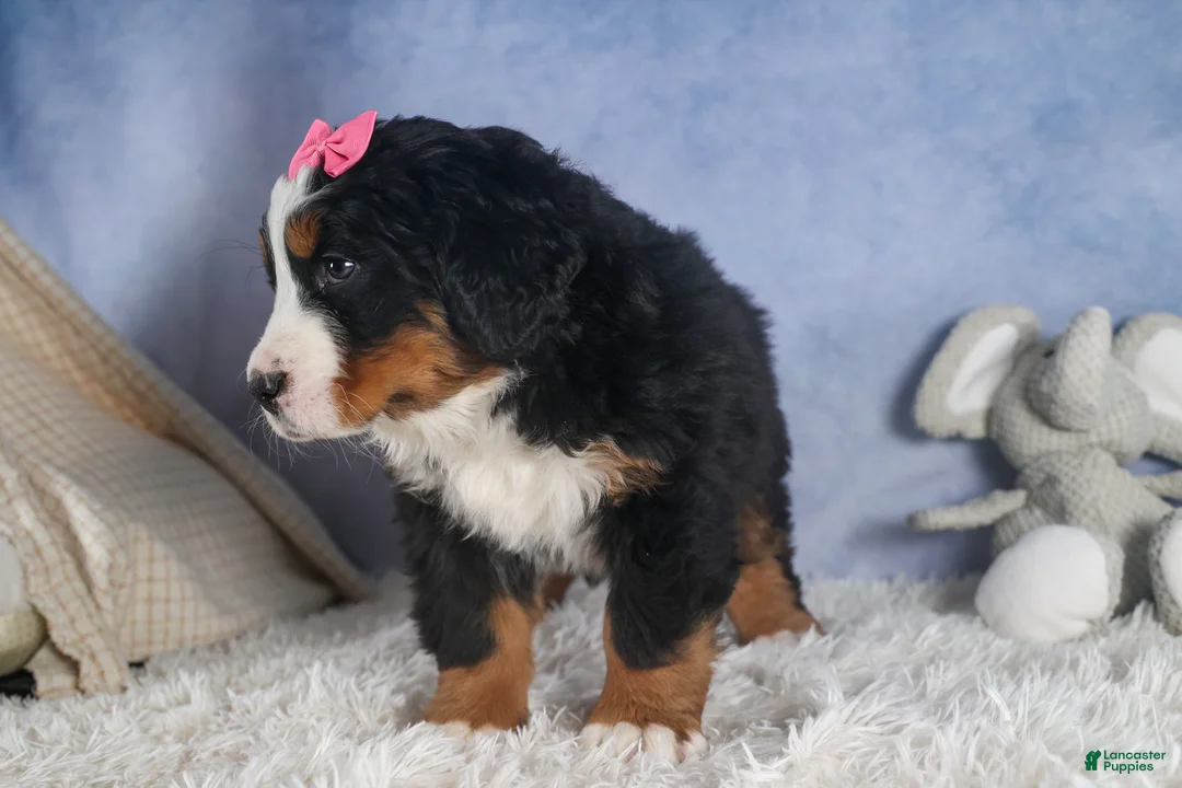 Bernese Mountain Dog dogs for sale: HANNAH - Ad 9