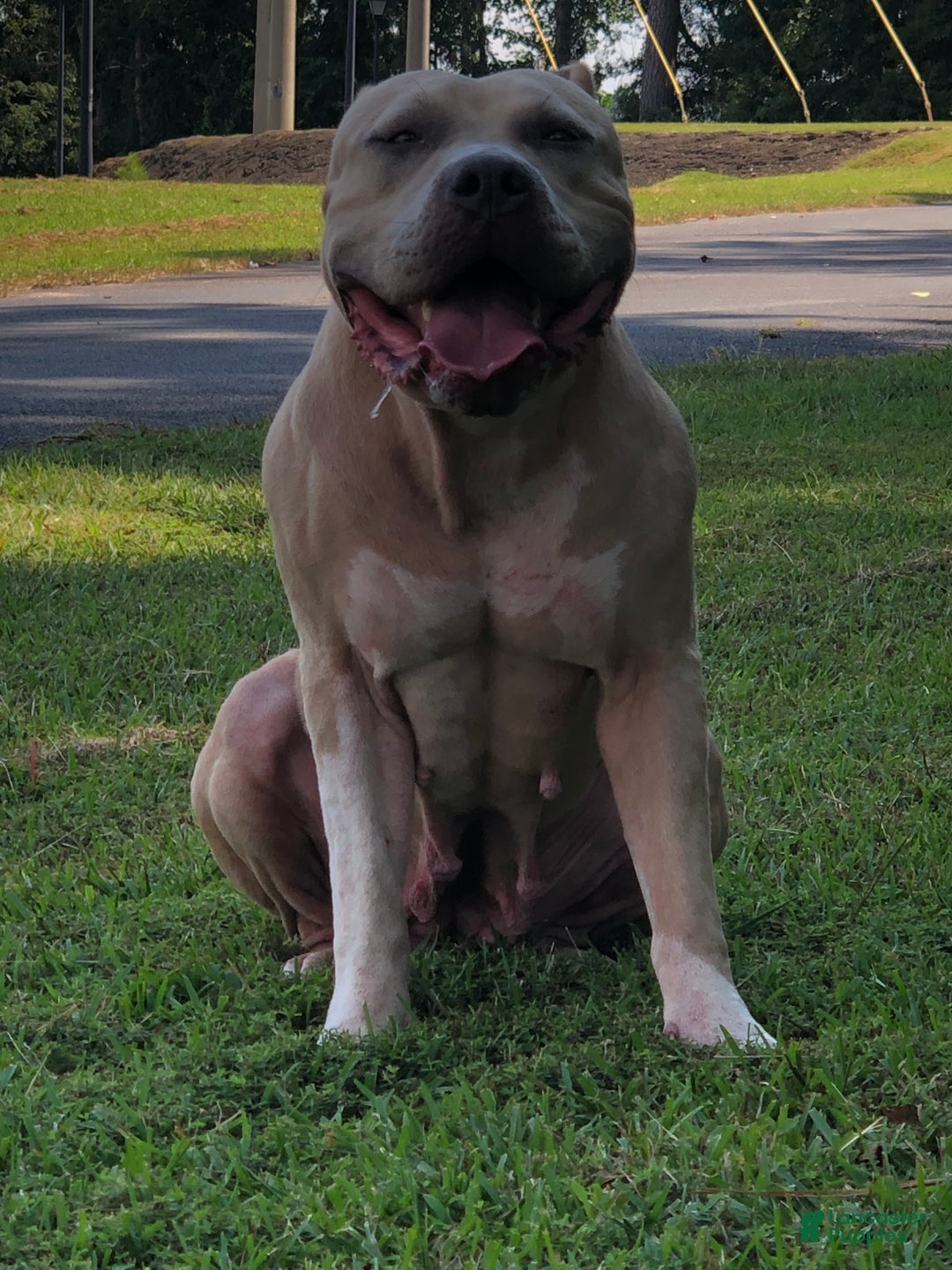 American Bully dogs for sale: Benny - Ad 2