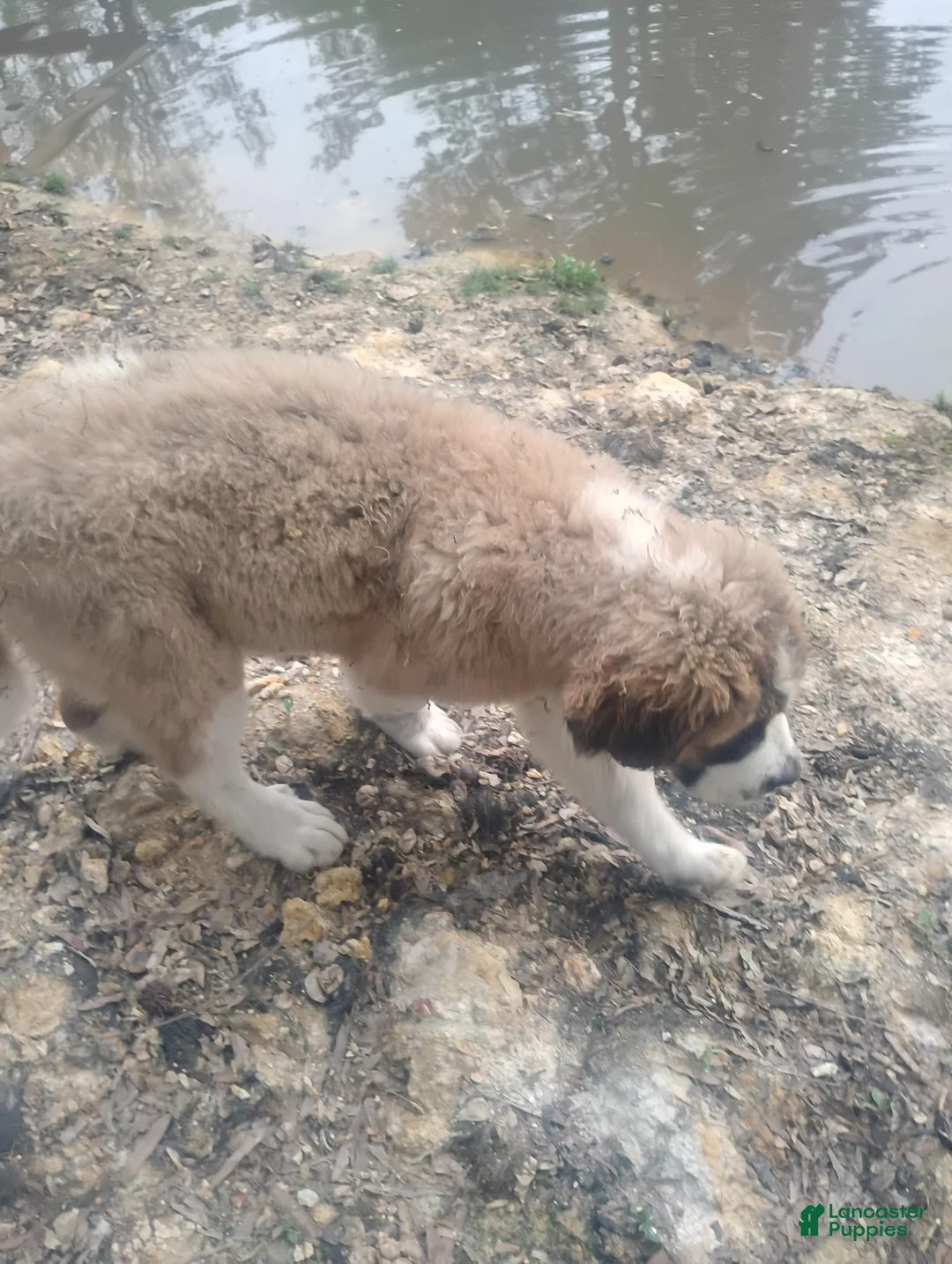 Saint Bernard dogs for sale: Saint Bernard Puppy 1 - Ad 2